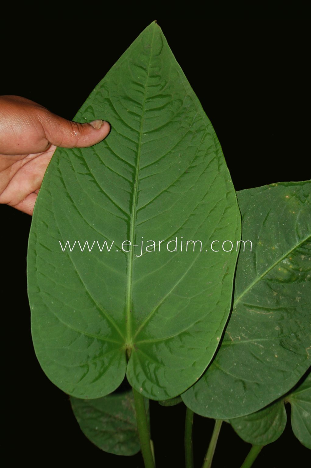 Anthurium pulcachense - E-Jardim