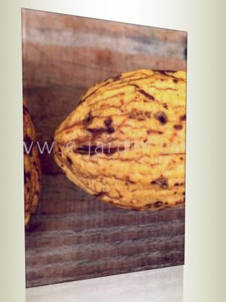 Apocynaceae