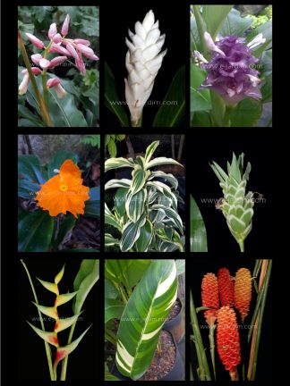 Flores de Corte e Folhagens Tropicais (Zingiberales)