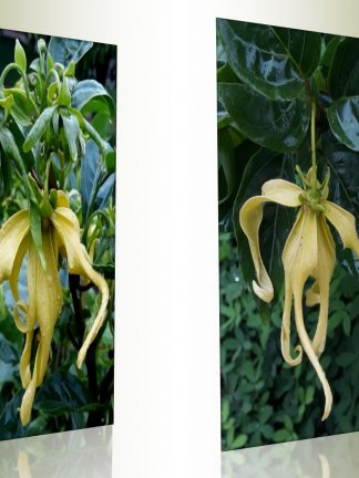 Plantas Perfumadas