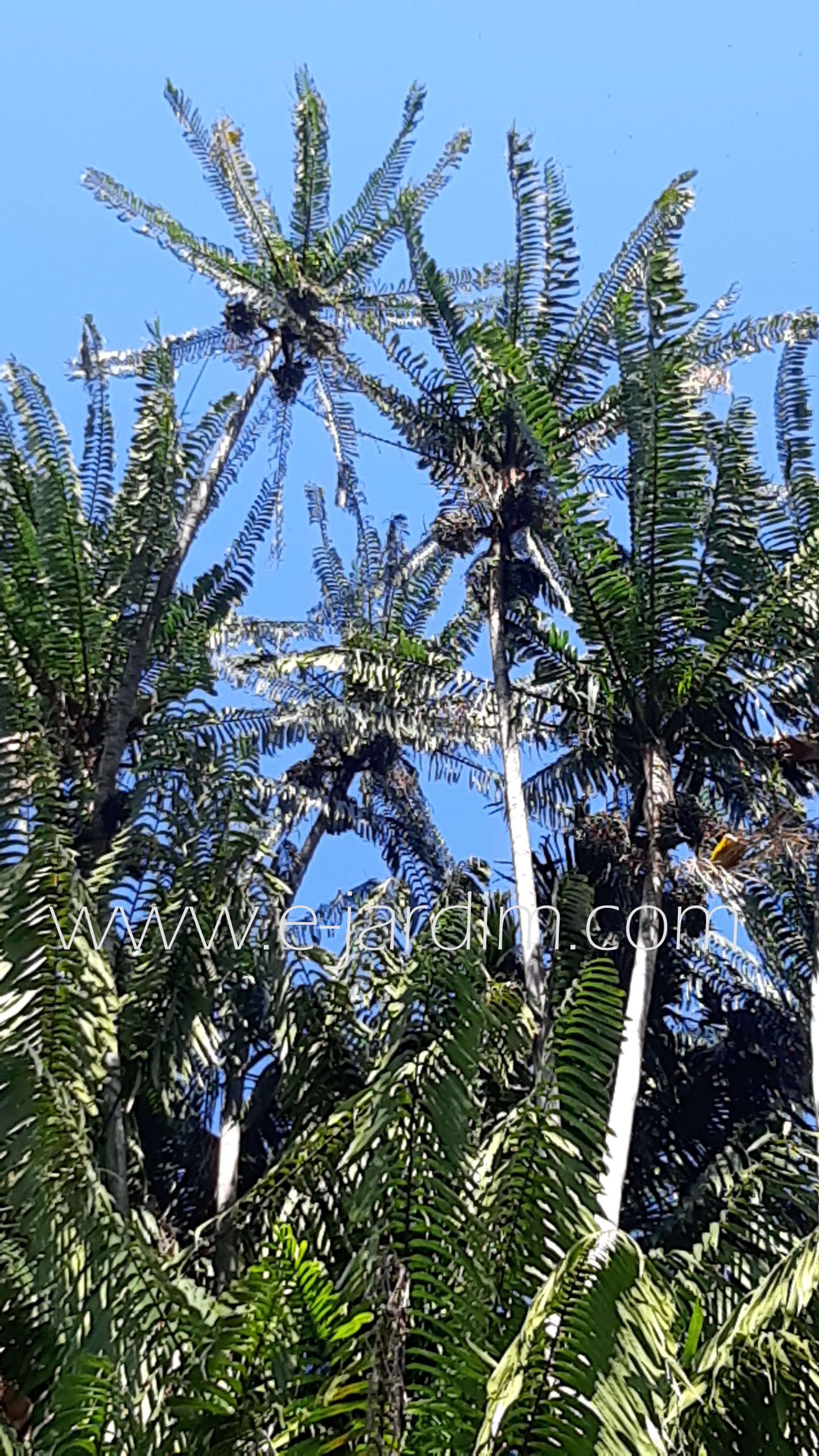 Oncosperma tigillarium 1